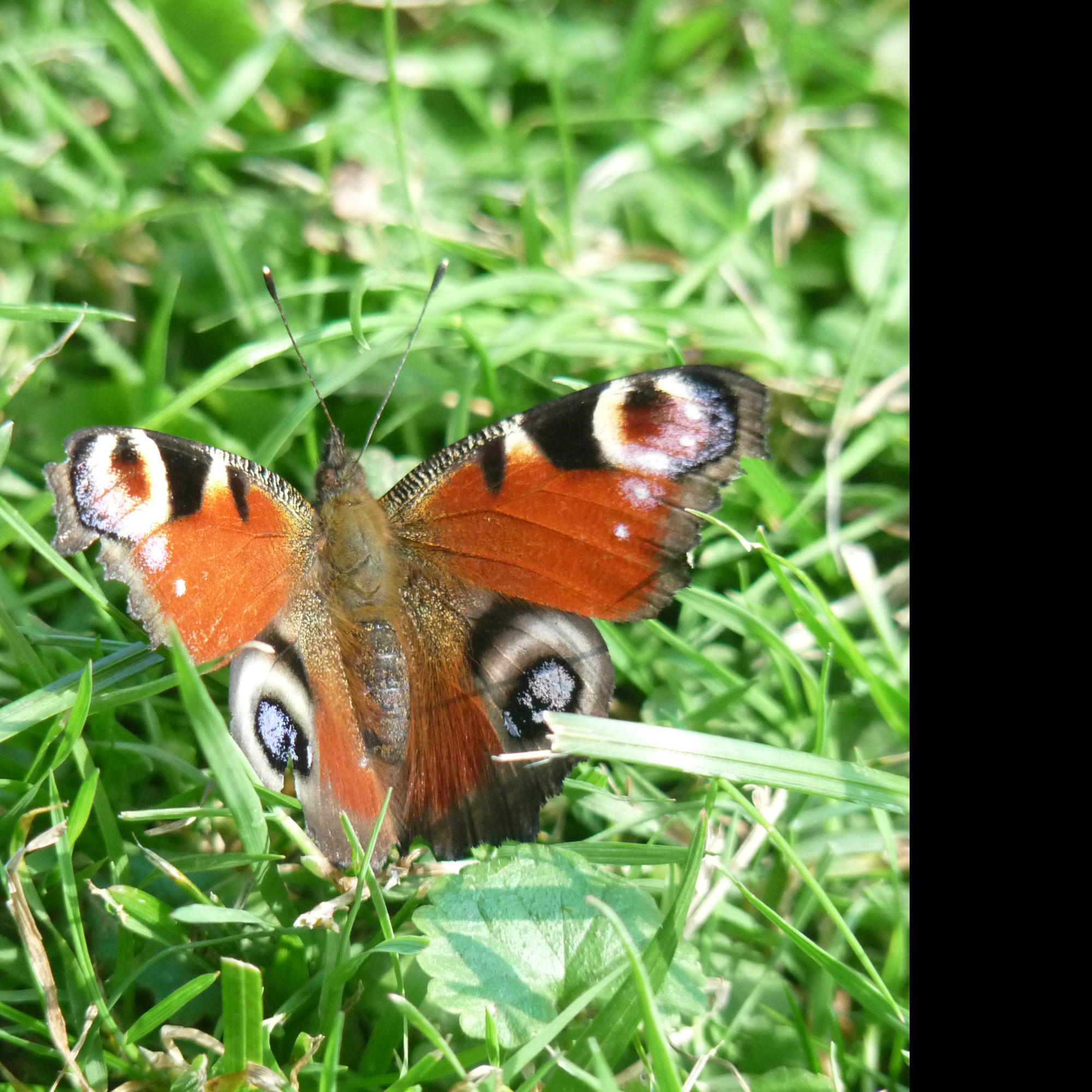 Tapeta motyl_v_trave