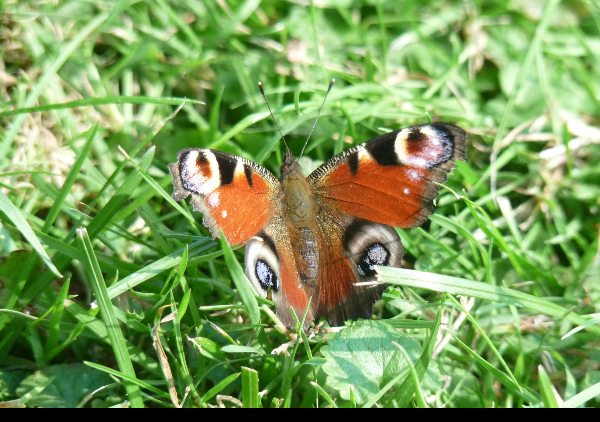 Tapeta motyl_v_trave