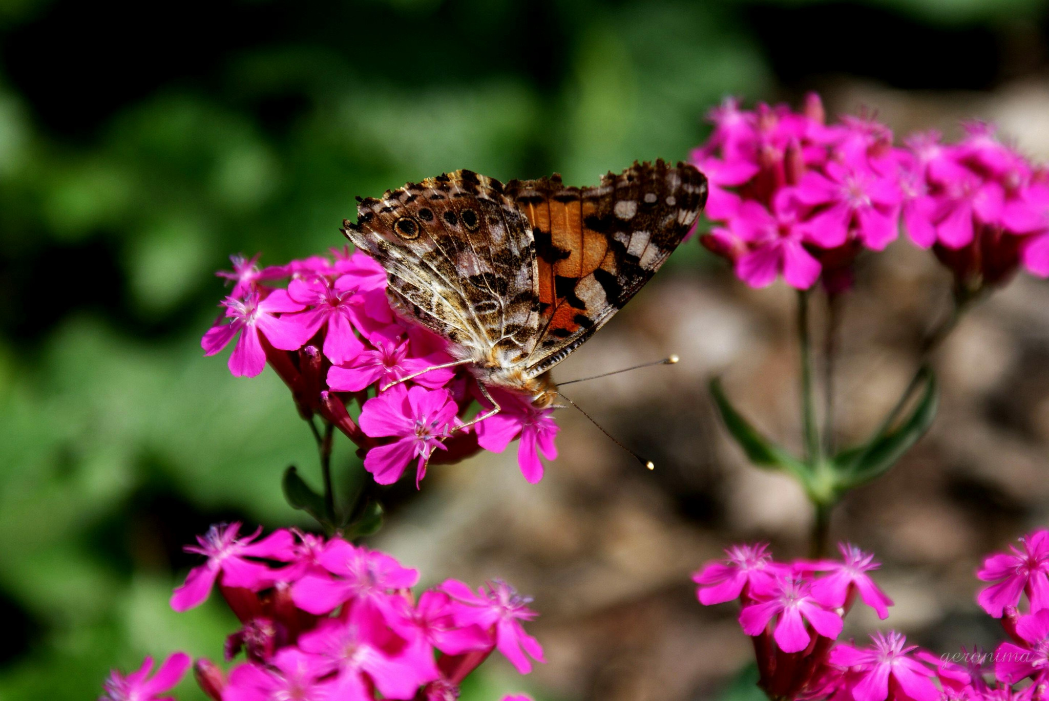 Tapeta motyl_v_zahradce