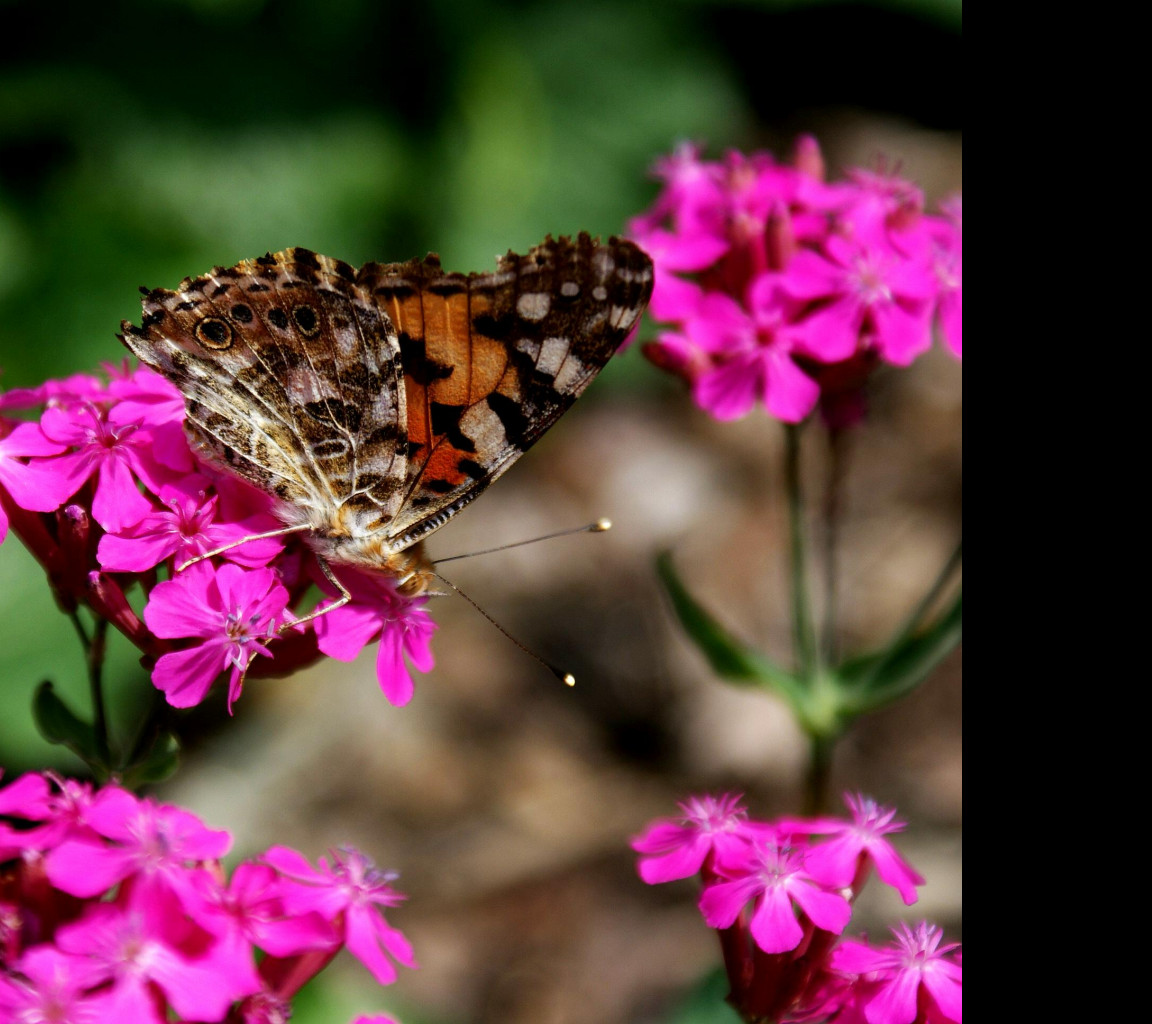 Tapeta motyl_v_zahradce