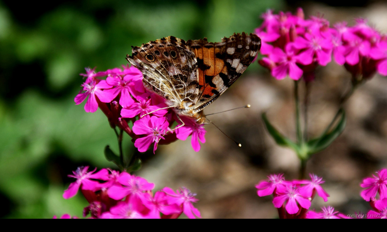 Tapeta motyl_v_zahradce