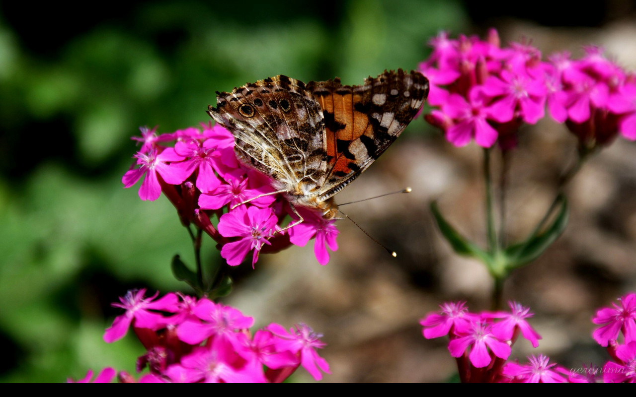 Tapeta motyl_v_zahradce