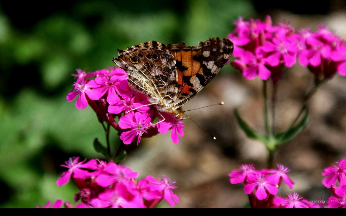 Tapeta motyl_v_zahradce