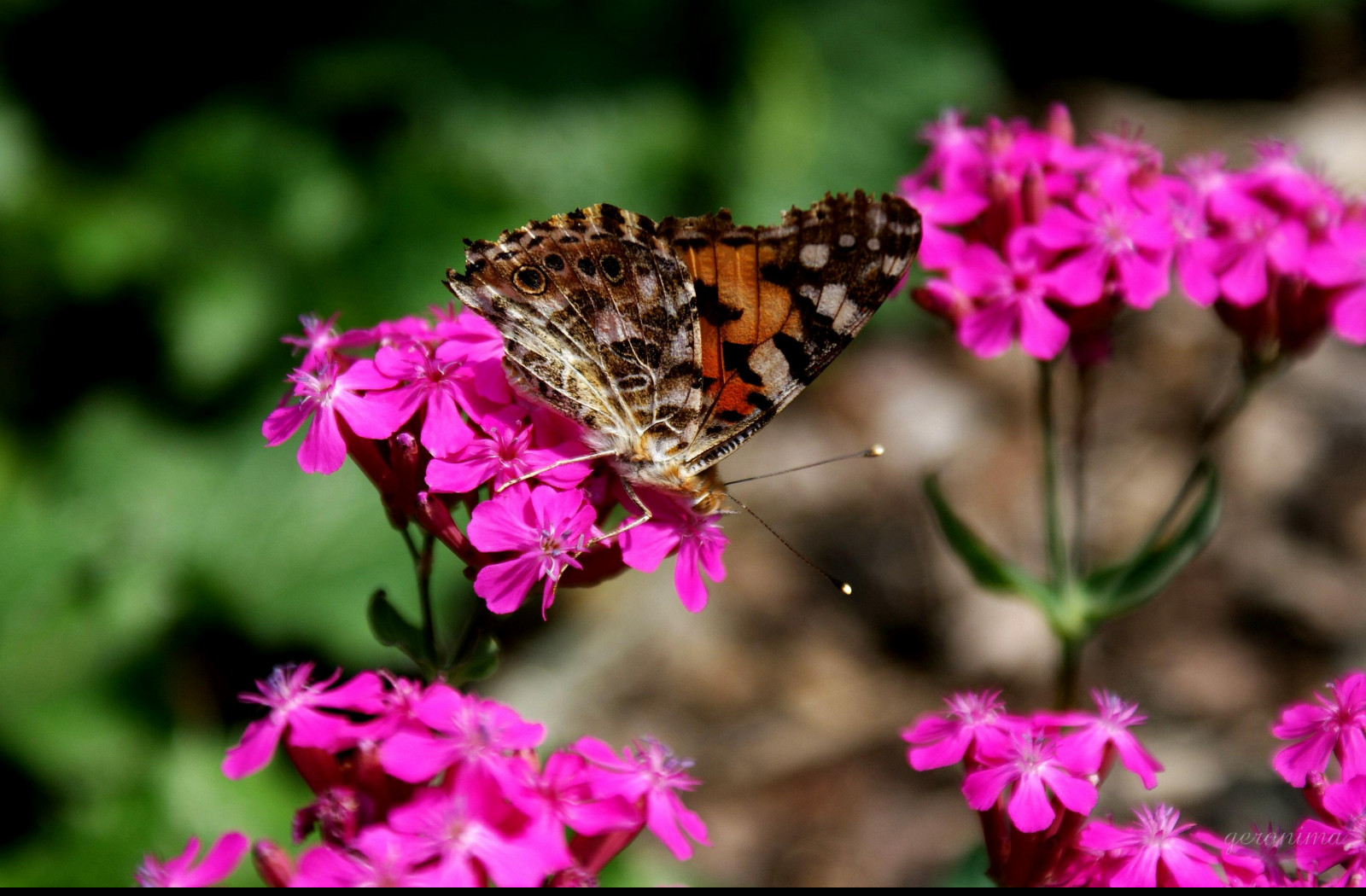 Tapeta motyl_v_zahradce