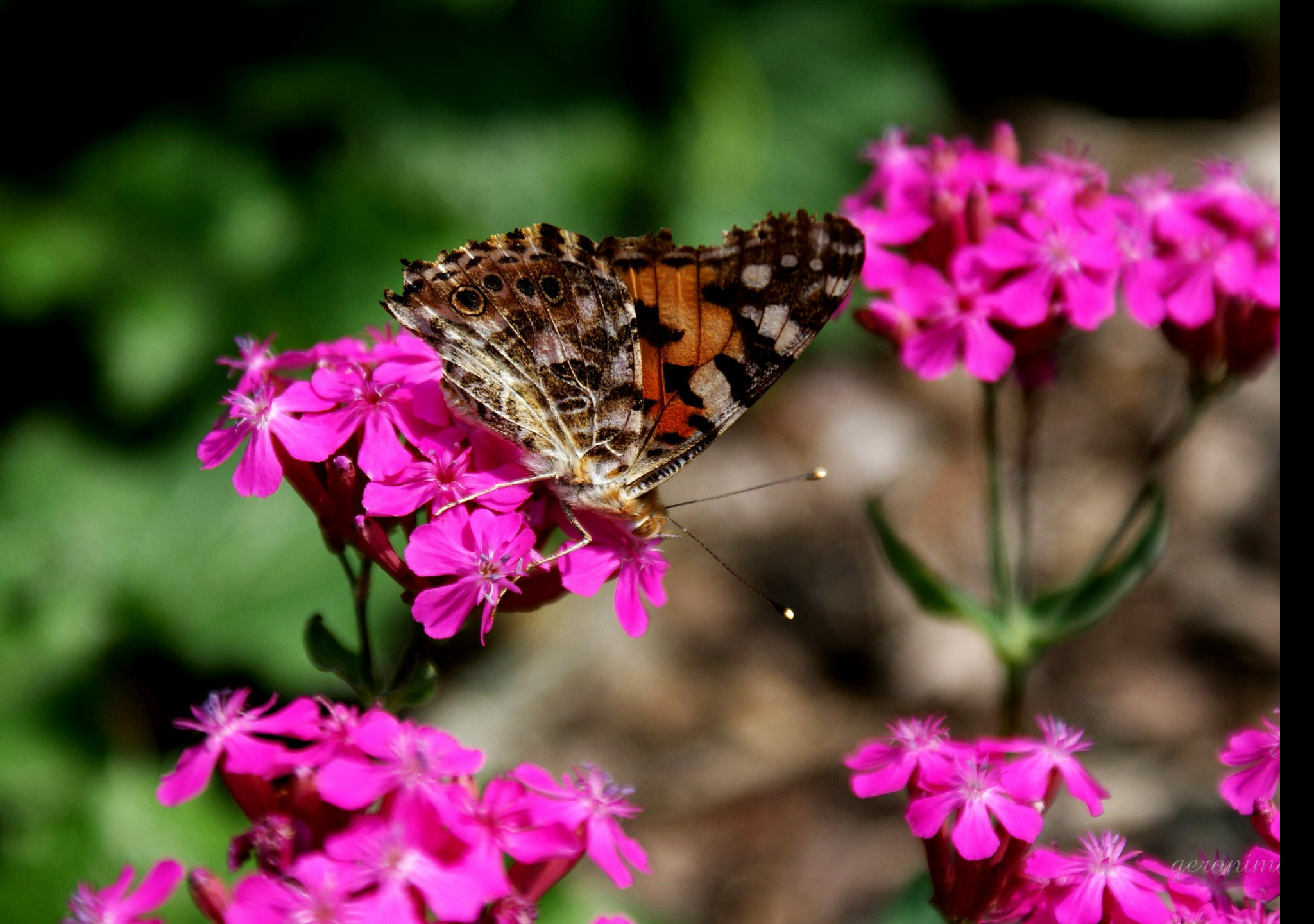 Tapeta motyl_v_zahradce