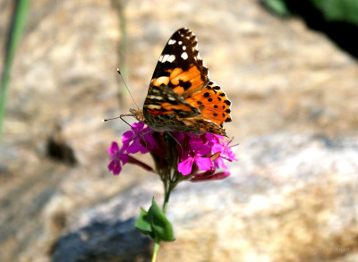 Tapeta: motýl v zahrádce 1