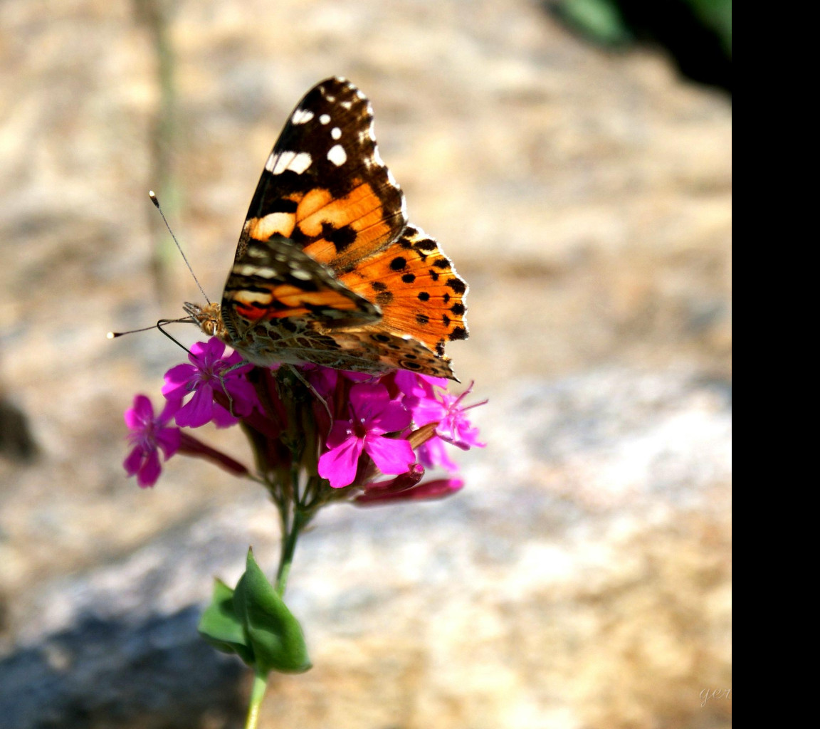 Tapeta motyl_v_zahradce_1