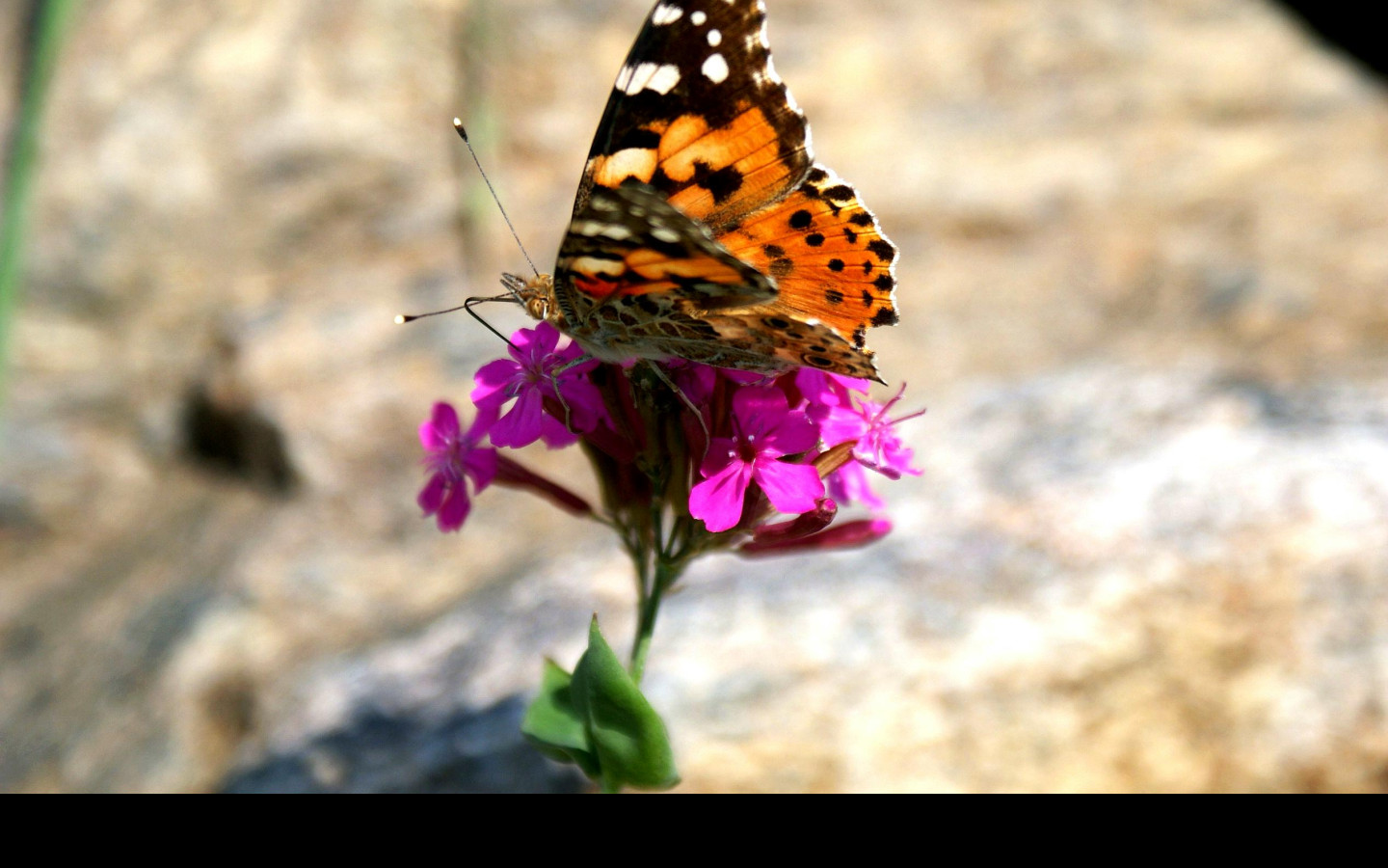 Tapeta motyl_v_zahradce_1