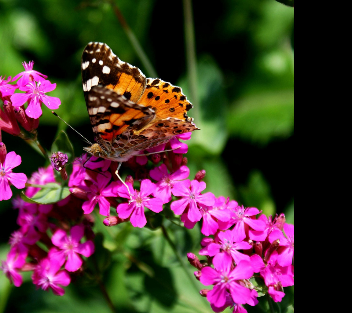 Tapeta motyl_v_zahradce_3