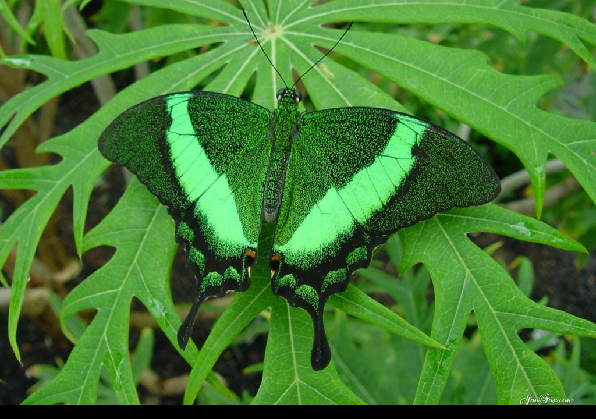 Butterfly emerald. Вирджиния Грин бабочка. Зеленая бабочка. Бабочки зеленого цвета. Изумрудная бабочка.