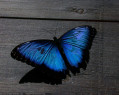 Tapeta Motýlek od Gaia Dream Creation 5