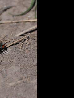Tapeta moucha_cervenooka