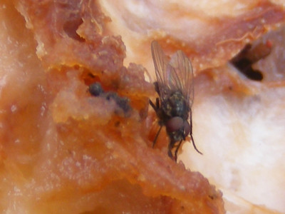 Tapeta: moucha na hrušce