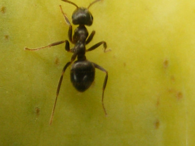 Tapeta: mravenec na hruce