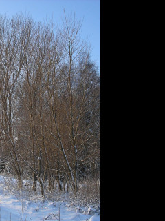 Tapeta mrazive_rano_34