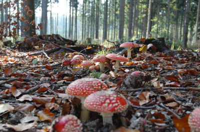 Tapeta: Muchomrka nebo Vochomrka