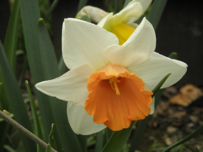 Tapeta: Narcis lutooranov