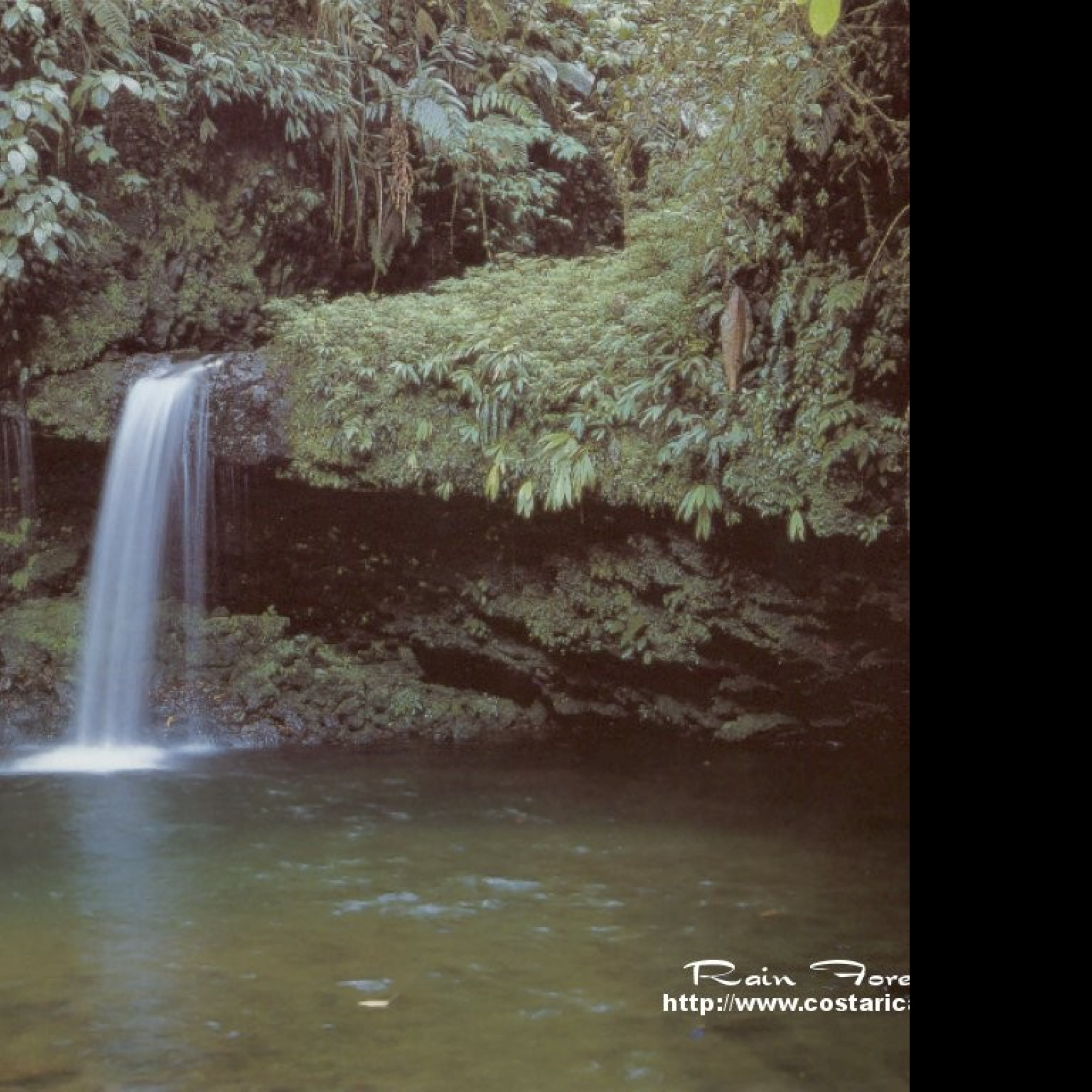 Tapeta narodni_park_braulio_carrillo