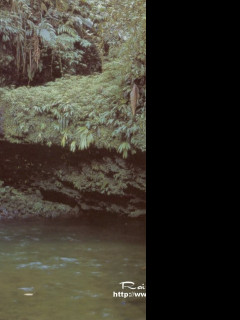 Tapeta narodni_park_braulio_carrillo