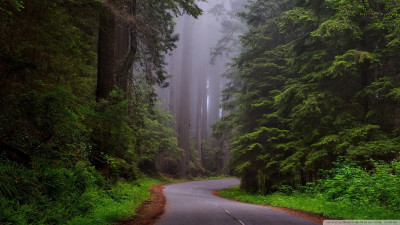 Tapeta: Nrodn park Redwood, Kaliforn