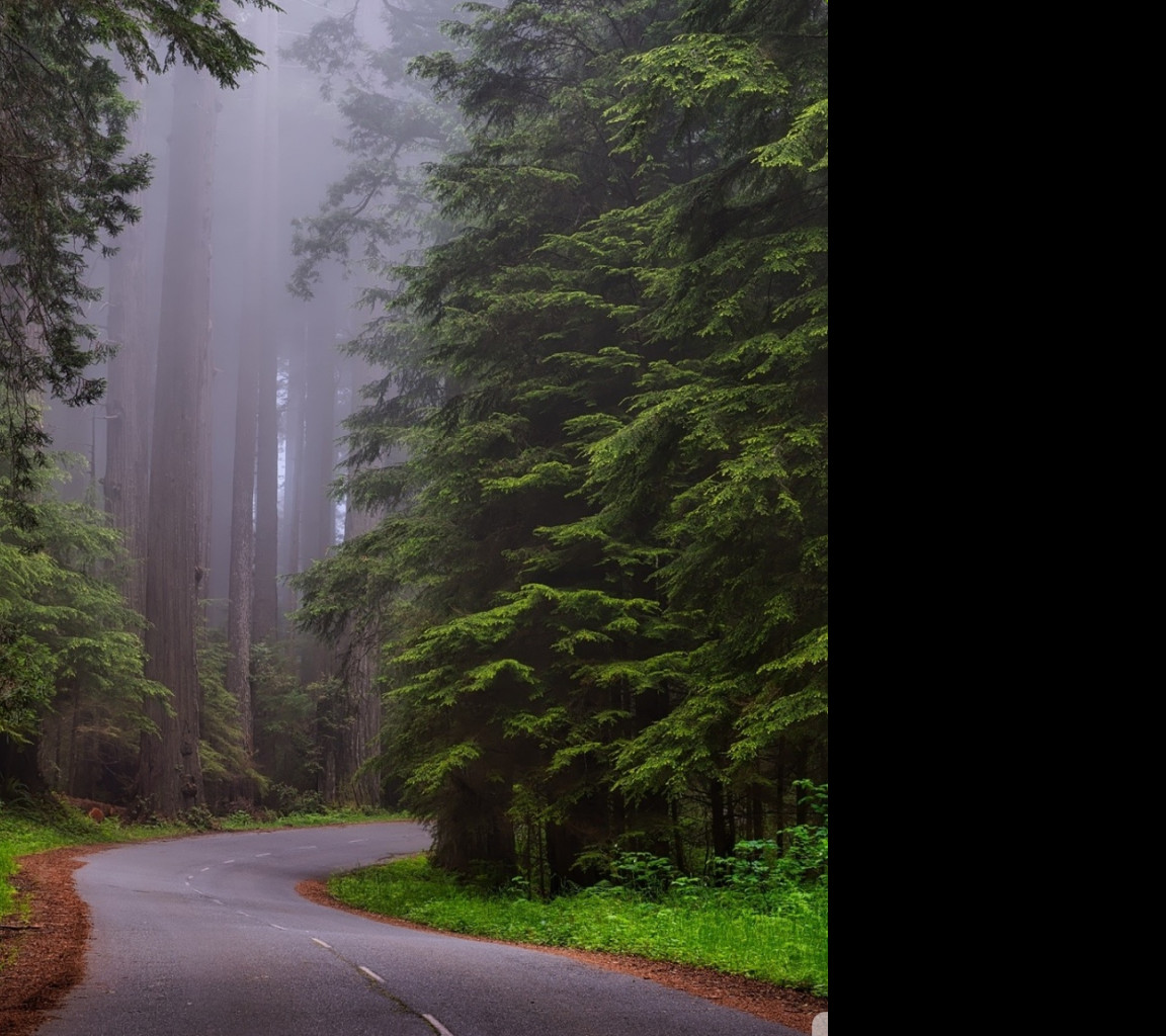 Tapeta narodni_park_redwood__kaliforn