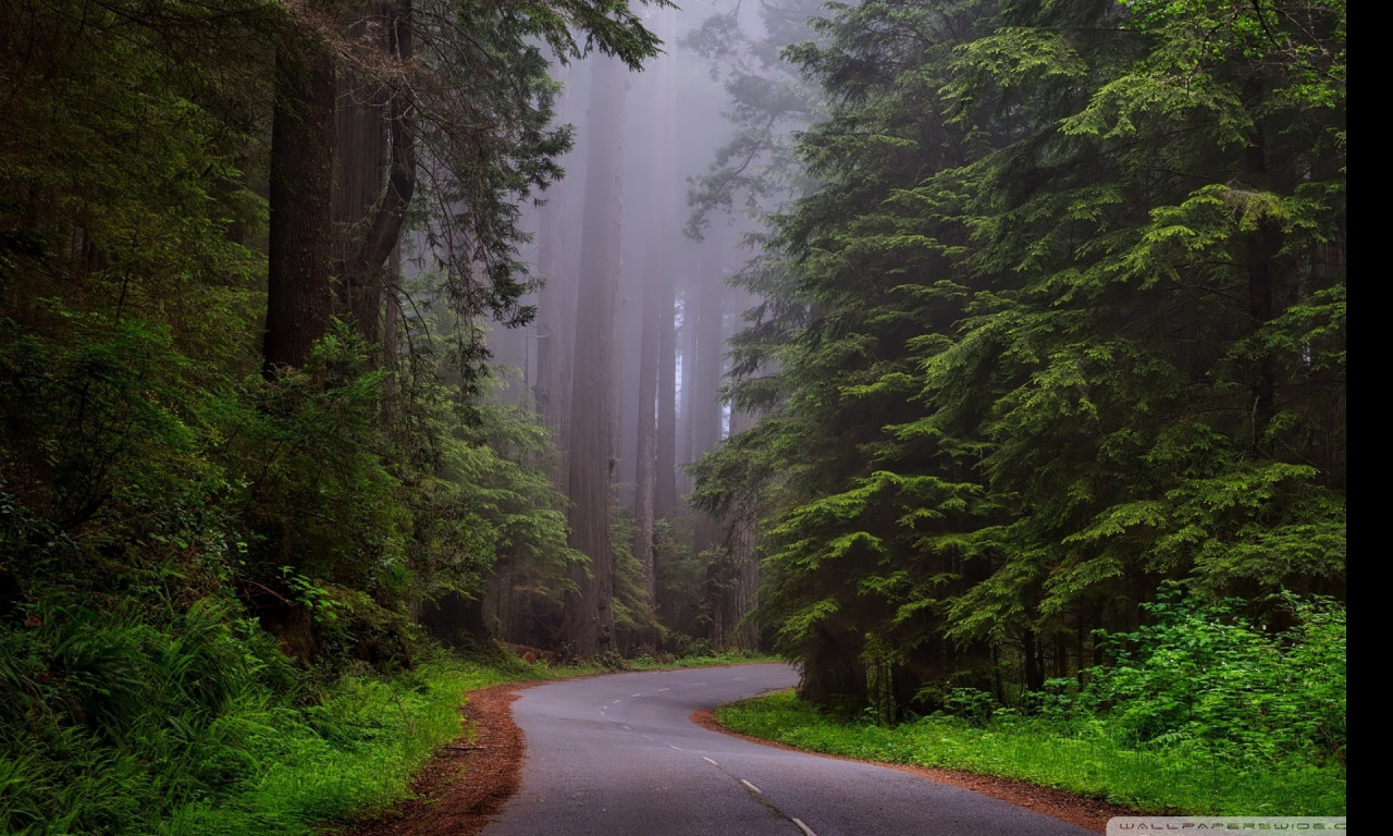 Tapeta narodni_park_redwood__kaliforn