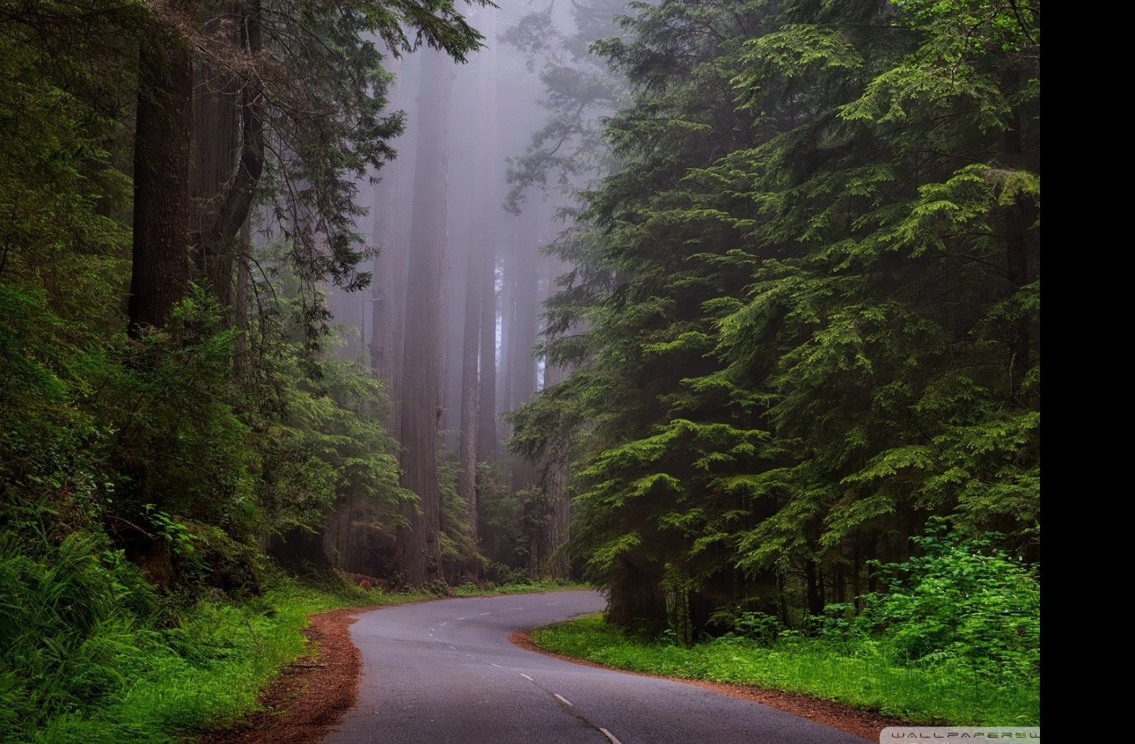 Tapeta narodni_park_redwood__kaliforn