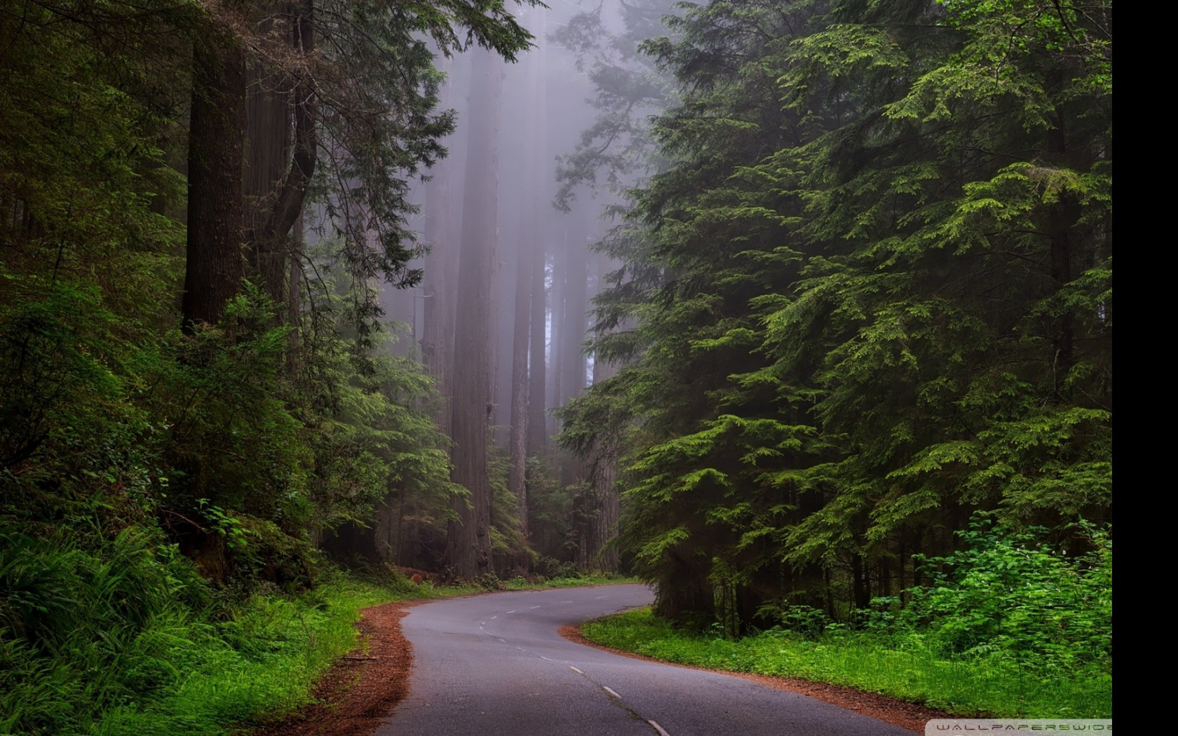 Tapeta narodni_park_redwood__kaliforn