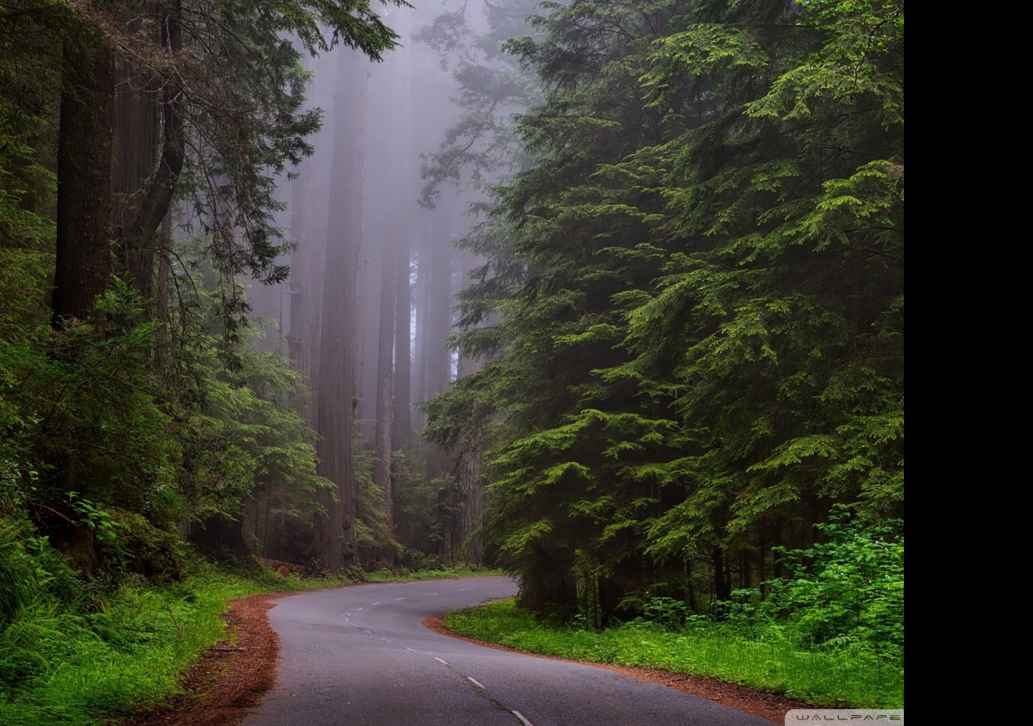 Tapeta narodni_park_redwood__kaliforn