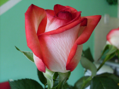 Tapeta: Narozeninová růže