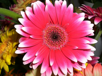Tapeta: Nice Flower