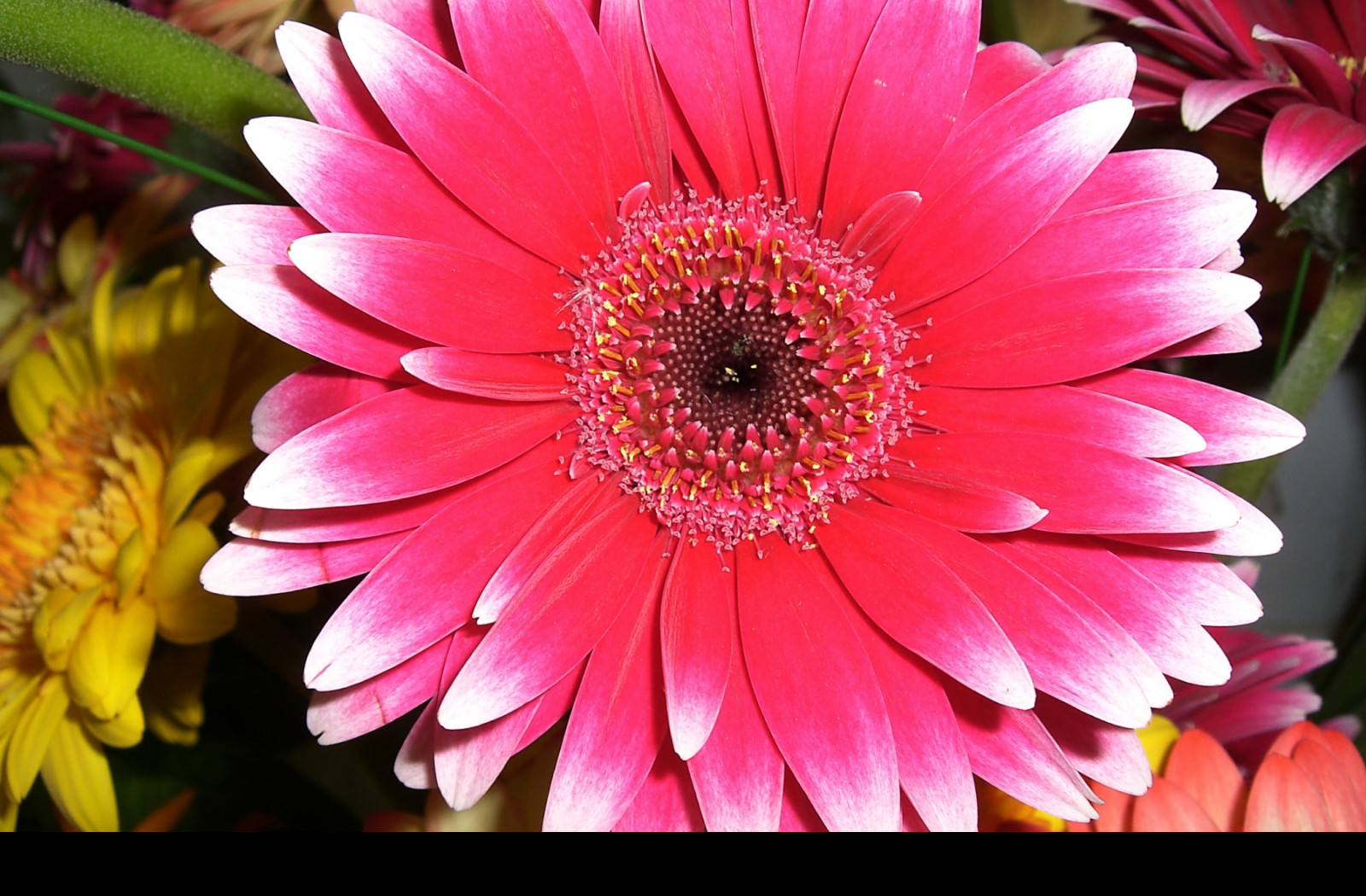 Tapeta nice_flower
