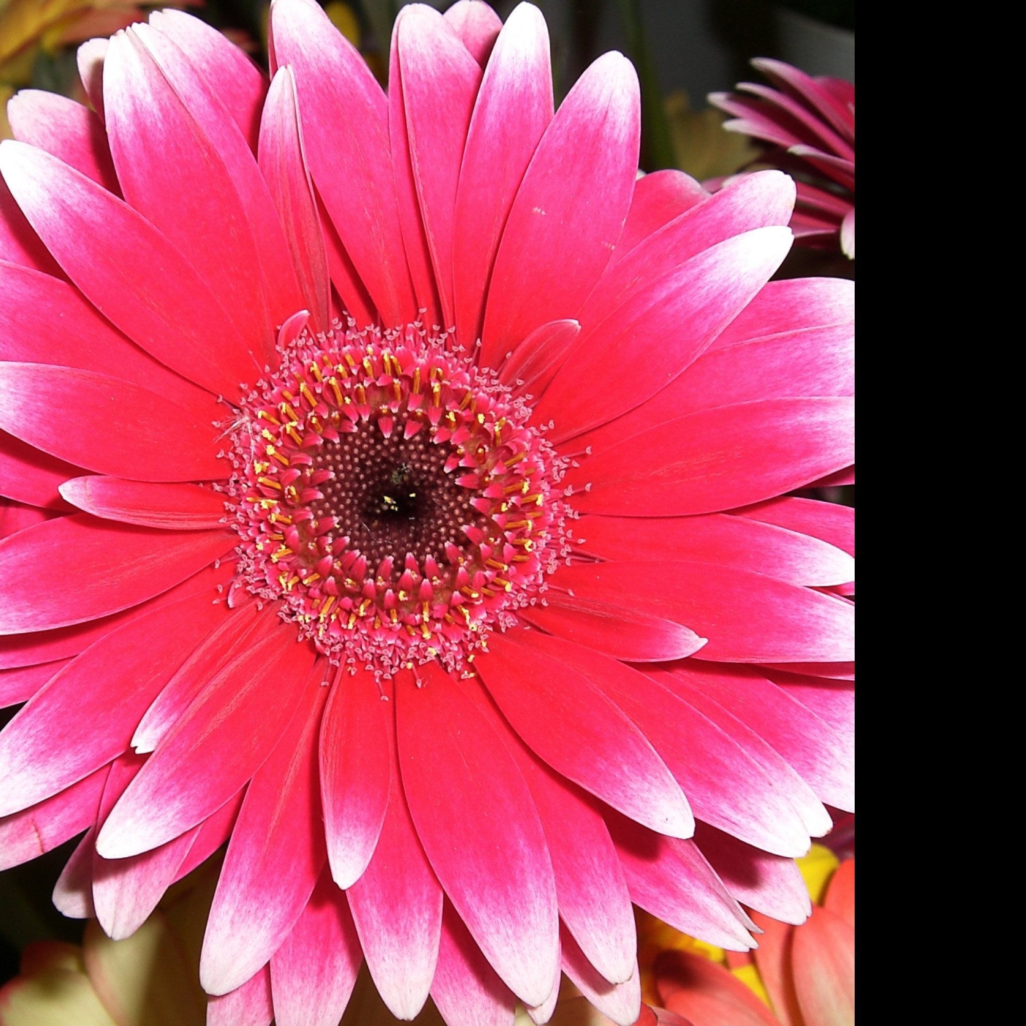 Tapeta nice_flower