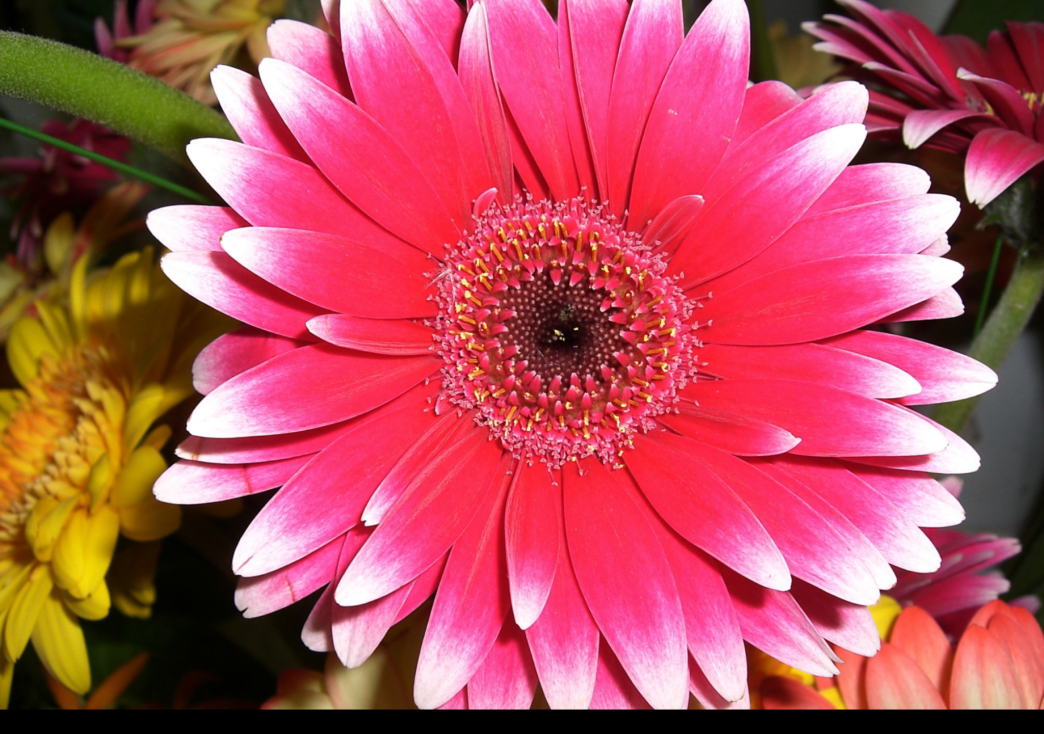 Tapeta nice_flower