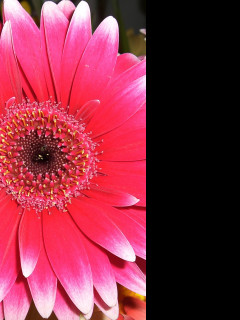 Tapeta nice_flower