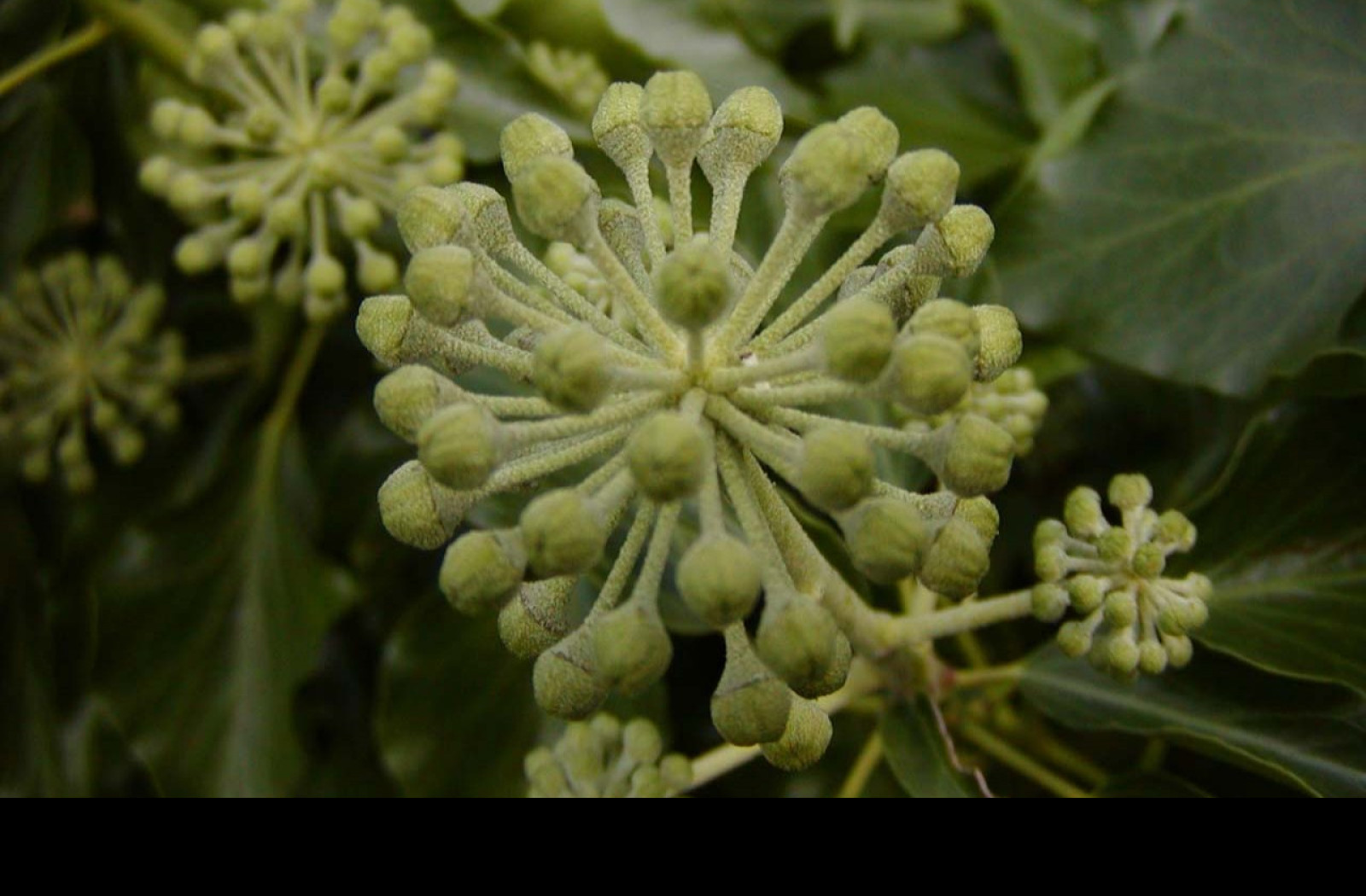 Tapeta nodes