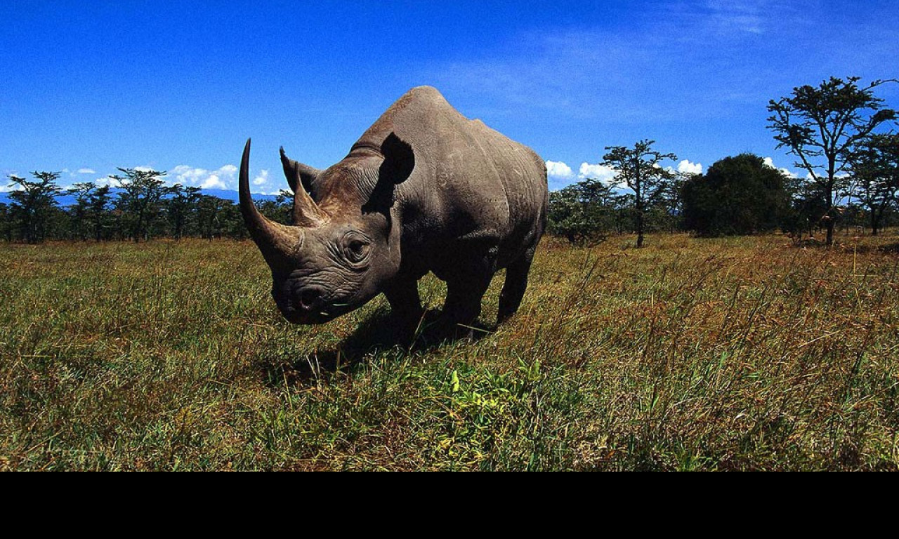 Tapeta nosorozec