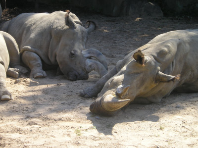 Tapeta: nosoroec zoo
