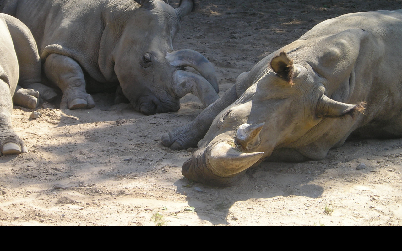 Tapeta nosorozec_zoo