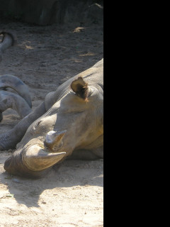 Tapeta nosorozec_zoo