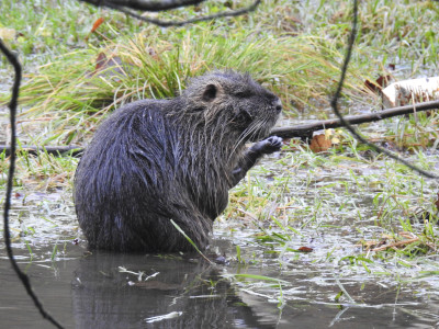 Tapeta: Nutrie