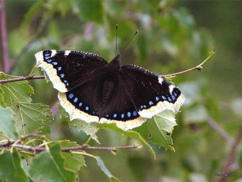 Tapeta nymphalisantiopa