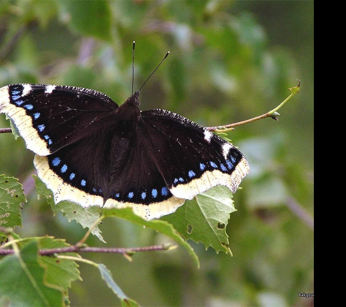 Tapeta nymphalisantiopa