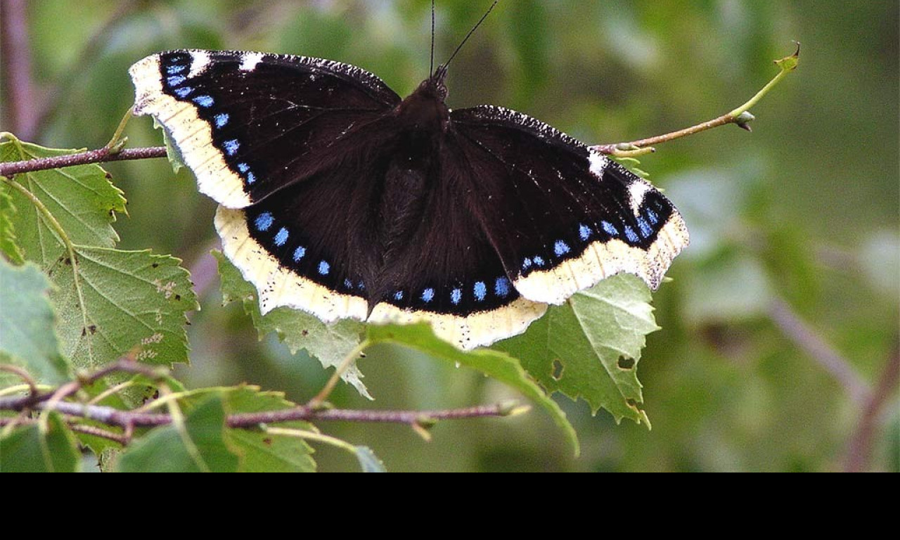 Tapeta nymphalisantiopa