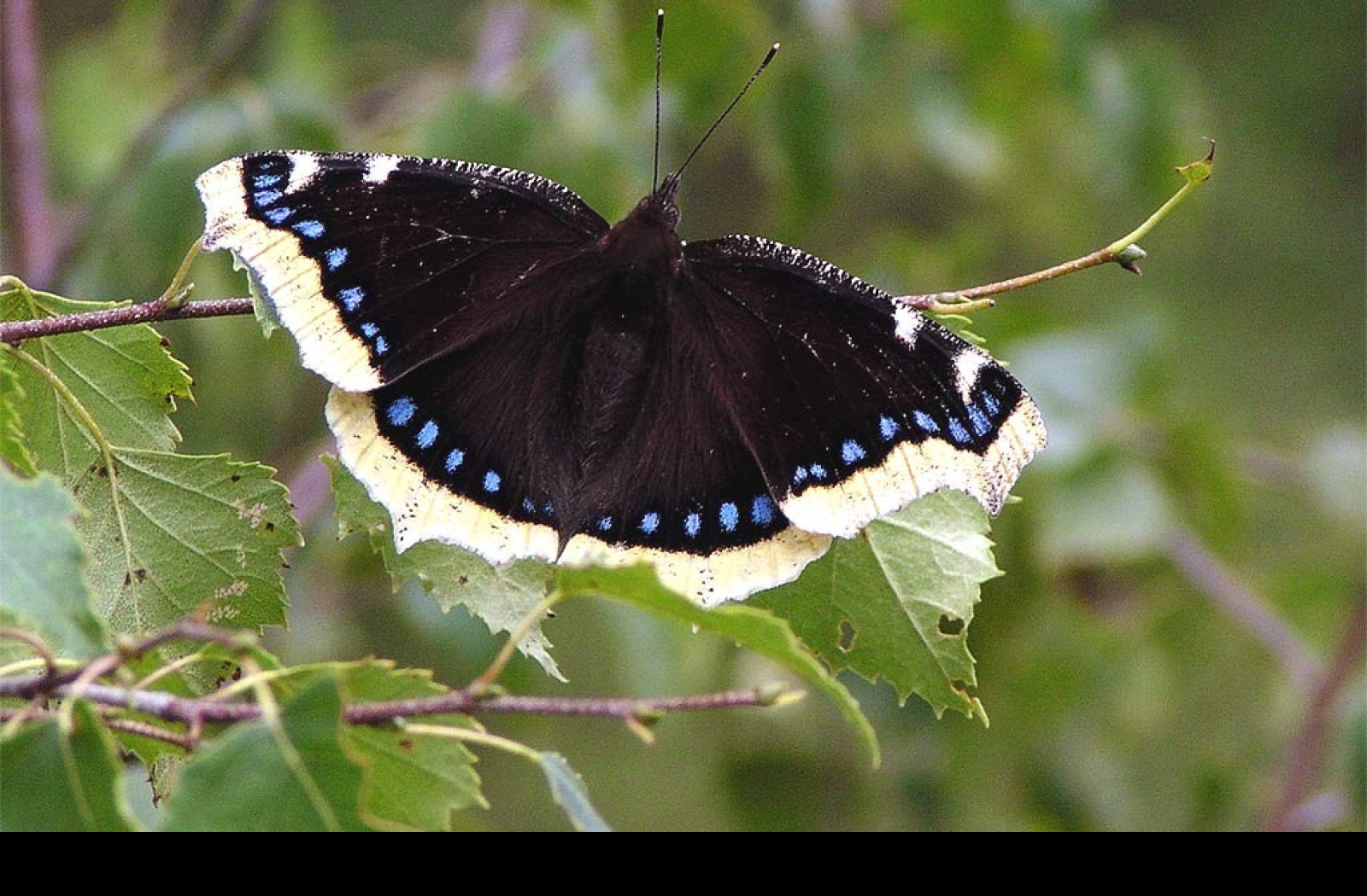 Tapeta nymphalisantiopa