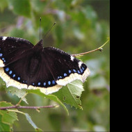 Tapeta nymphalisantiopa