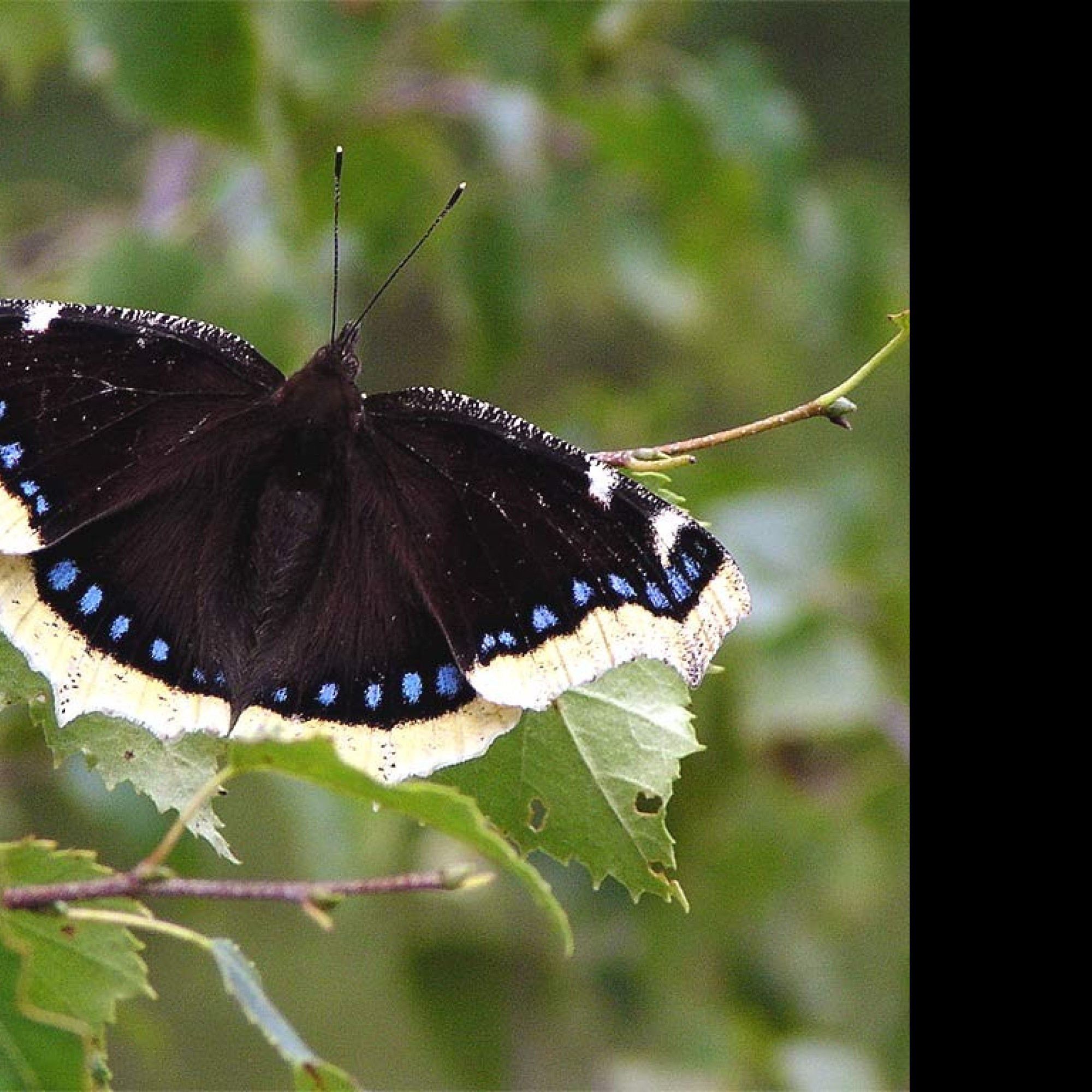 Tapeta nymphalisantiopa