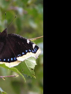 Tapeta nymphalisantiopa