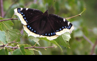 Tapeta nymphalisantiopa