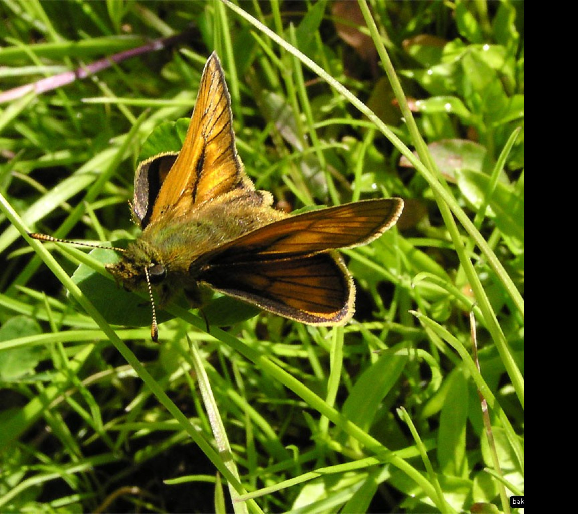 Tapeta ochlodesfaunus